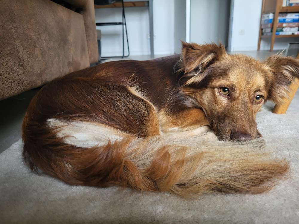 Hundetreffen-Social Walk in Mariendorf-Profilbild