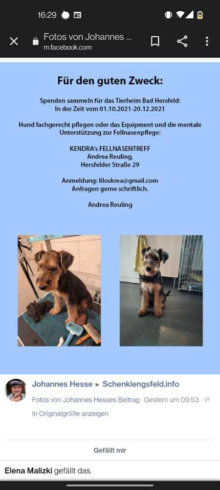 Hundetreffen-Welpentreffen in Schenklengsfeld-Profilbild