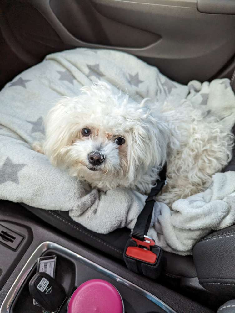 Hundetreffen-Kleine Hunde für Sozialkontakte gesucht-Profilbild