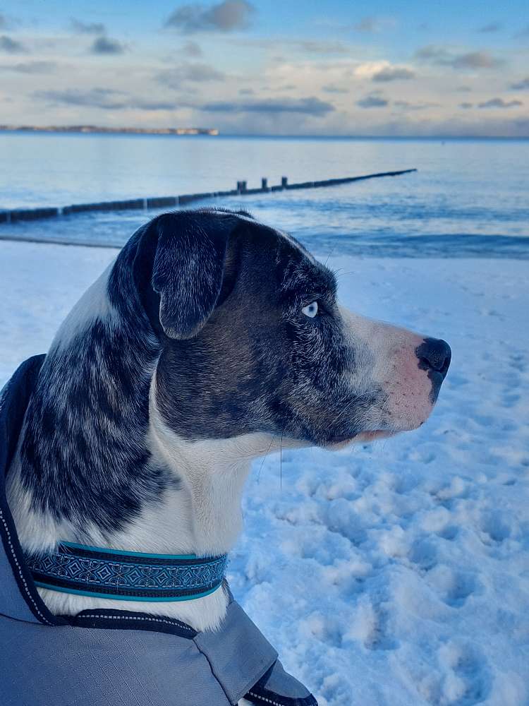 Hundetreffen-Spazieren gehen und spielen-Profilbild