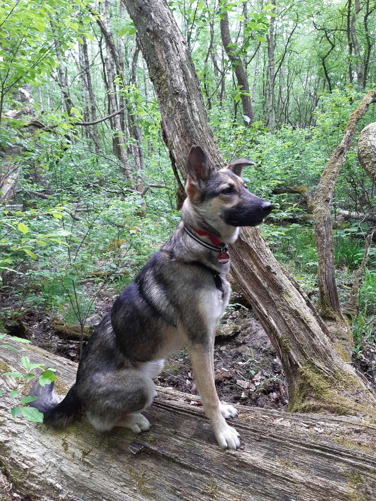 Hundetreffen-Hundekontakte in Urbach und Umgebung gesucht-Profilbild