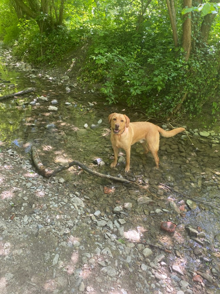 Hundetreffen-Gassi Runde / Hundetrainig-Profilbild