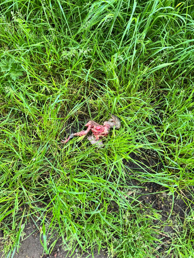 Giftköder-Mehrere Knochenstücke und im hohen Gras-Profilbild