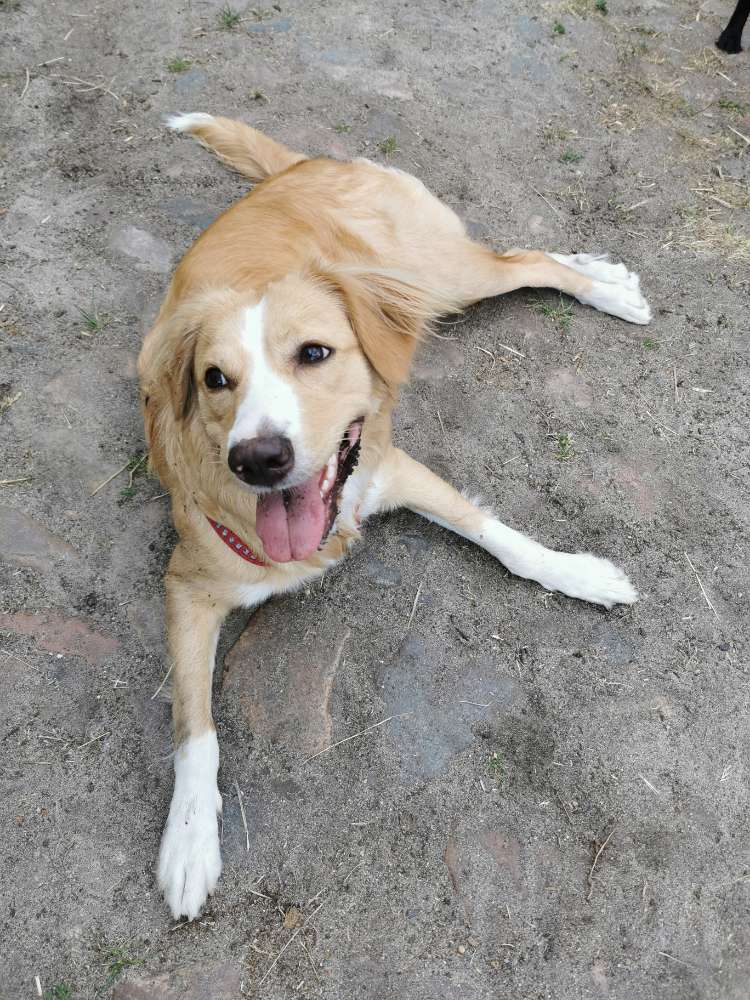 Hundetreffen-Spielrunde-Profilbild