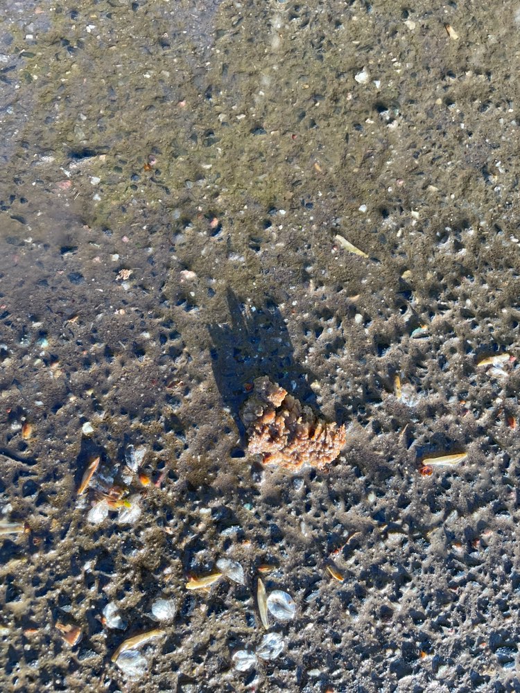 Giftköder-Fleisch am Feldweg-Profilbild