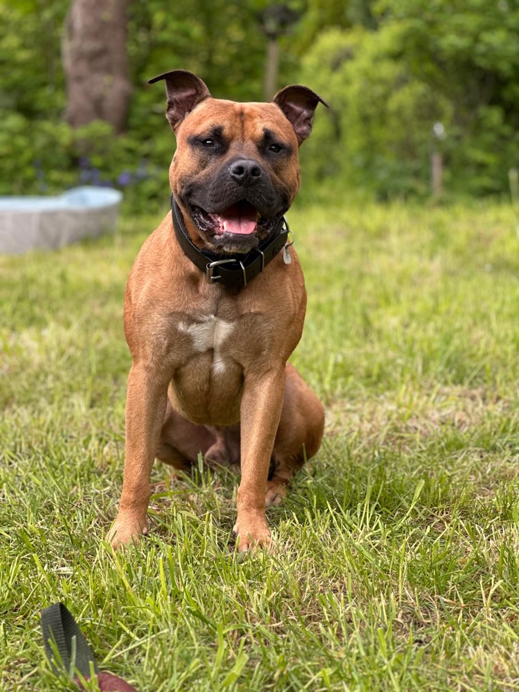 Hundetreffen-Gassi Runden ,spielen ,trainieren-Profilbild