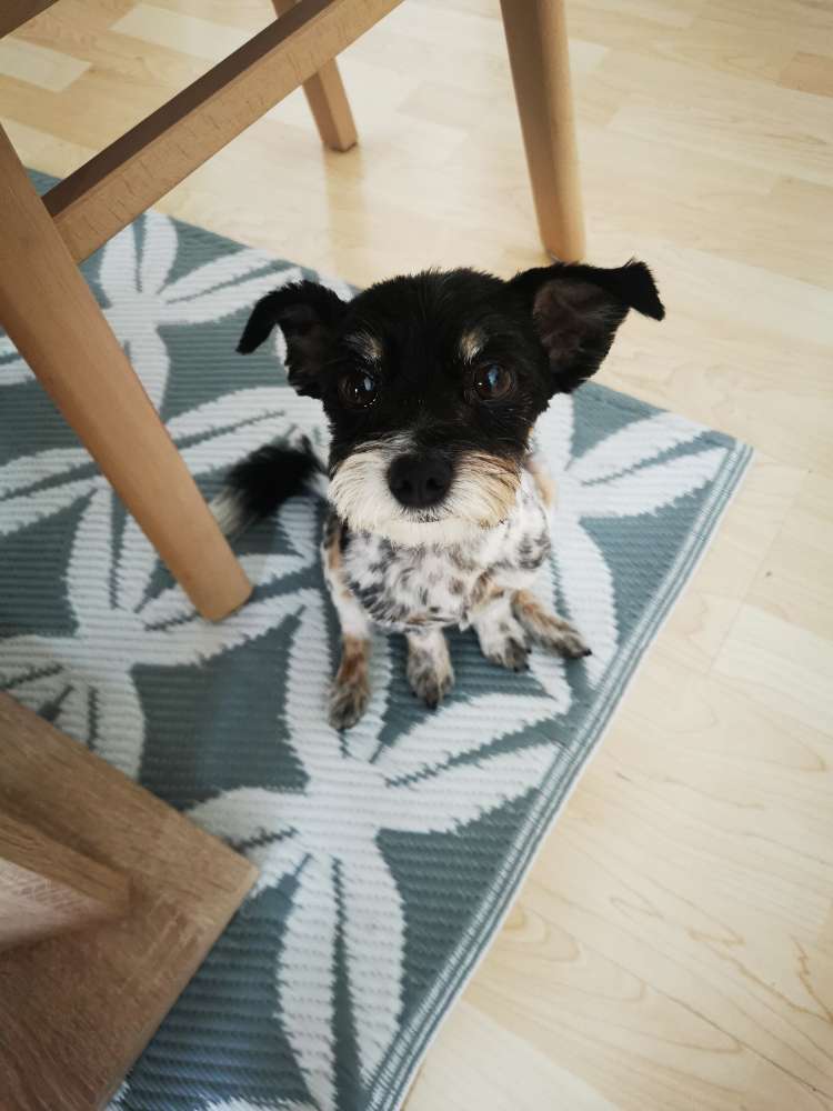 Hundetreffen-Hundetreffen für die sehr kleinen Wuffs gesucht!!-Profilbild