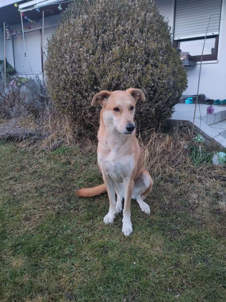 Hundetreffen-Social Walk / Training-Profilbild