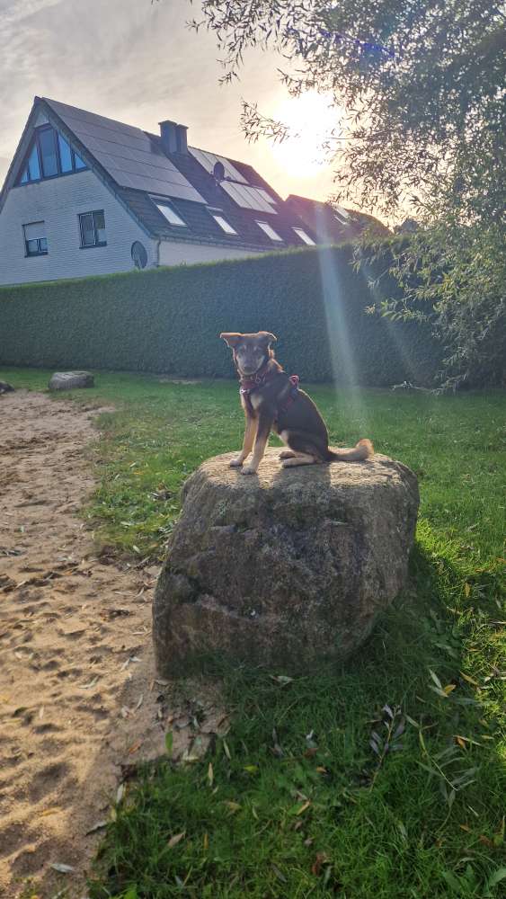 Hundetreffen-Suchen Spiel und Gassi gefährten!-Profilbild
