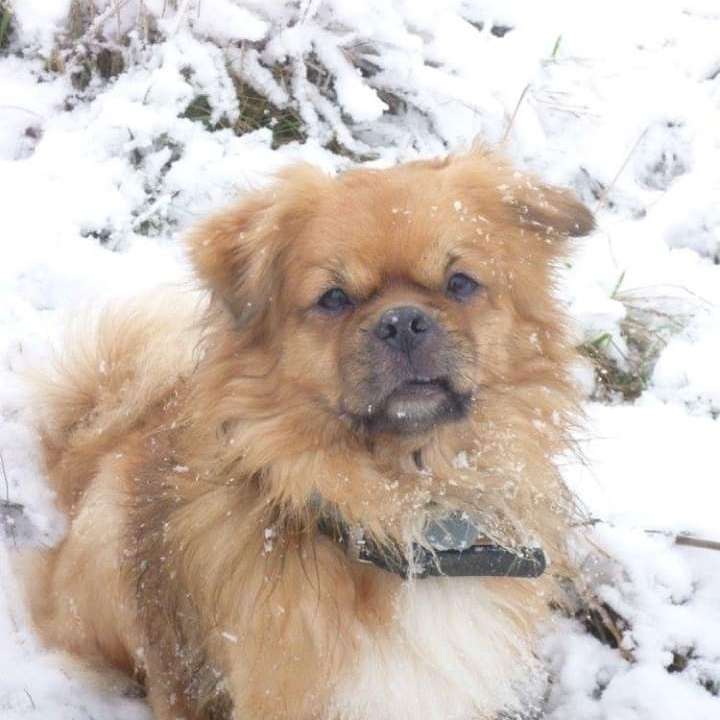 Hundetreffen-Merlin sucht Hundekumpels🐶🐾-Profilbild