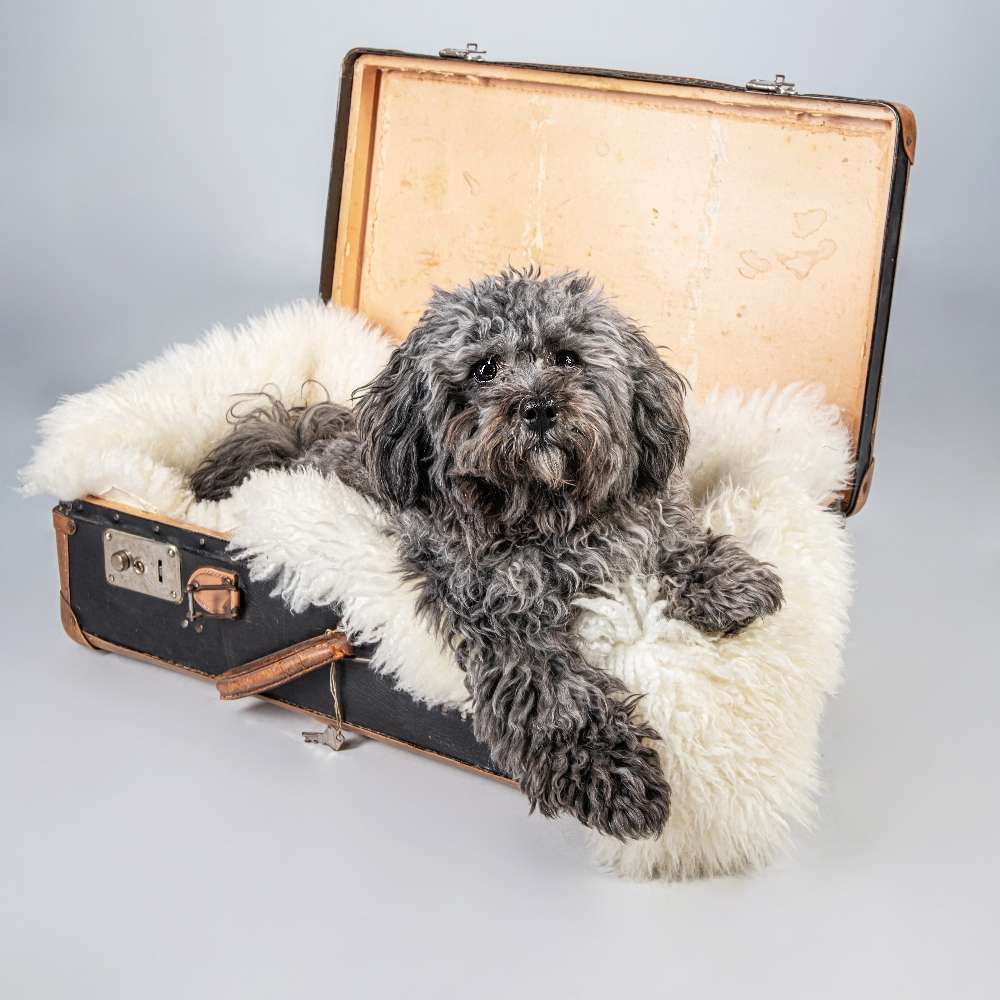 Hundetreffen-Spielen oder gemeinsames Gassi gehen 🐶-Profilbild