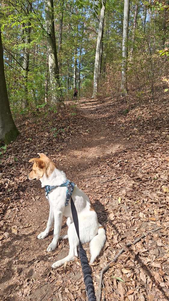 Hundetreffen-Spiel- bzw. Spazierrunde oder Wandern-Profilbild