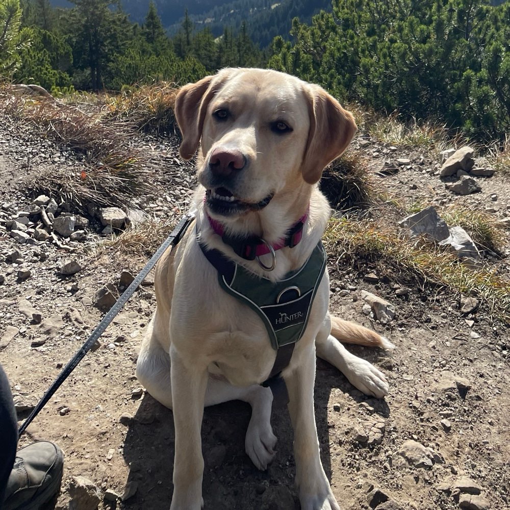 Hundetreffen-Spaziergang/Spielpartner-Profilbild