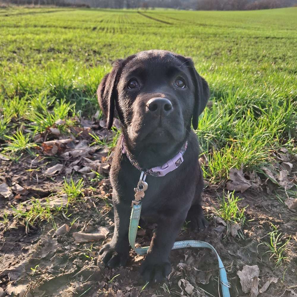 Hundetreffen-Kleine Ründchen zum sozialisieren/spielen/gehen-Profilbild