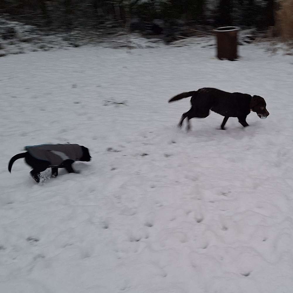 Hundetreffen-Kleine Ründchen zum sozialisieren/spielen/gehen-Profilbild