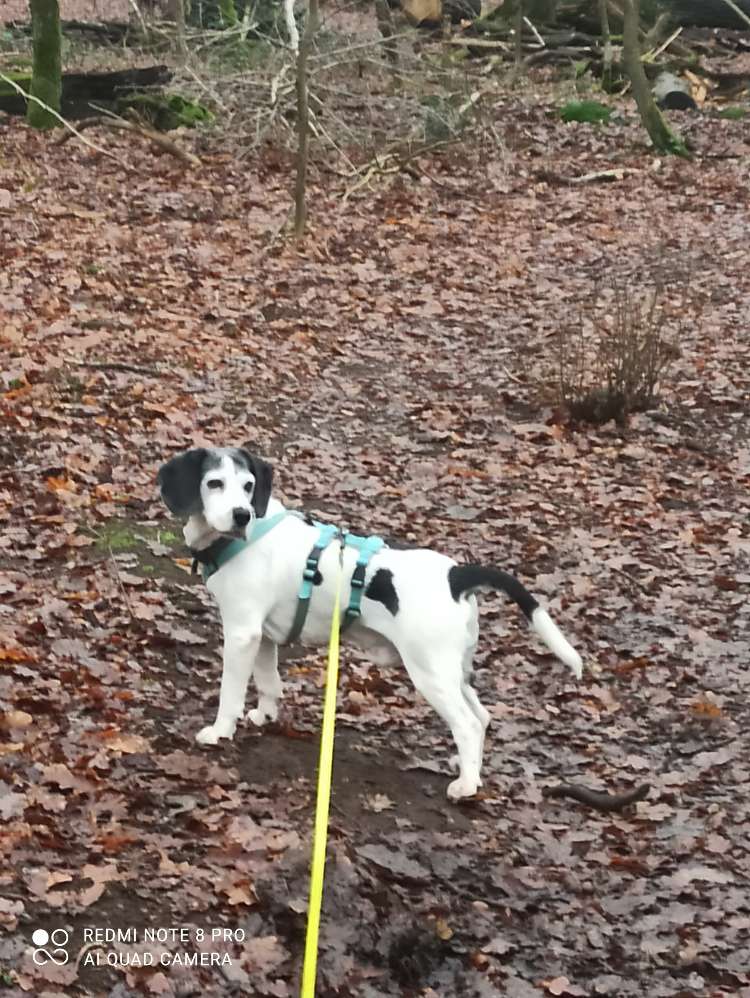Hundetreffen-Gassirunden rund um Schermbeck-Profilbild