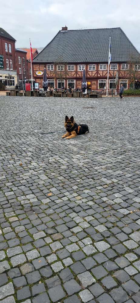 Hundetreffen-Treffen zum Training-Profilbild