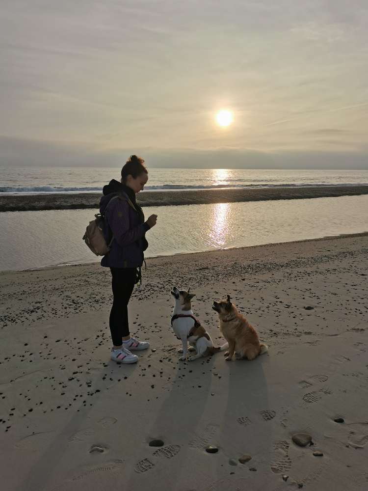 Hundetreffen-Hunderunde, toben-Profilbild