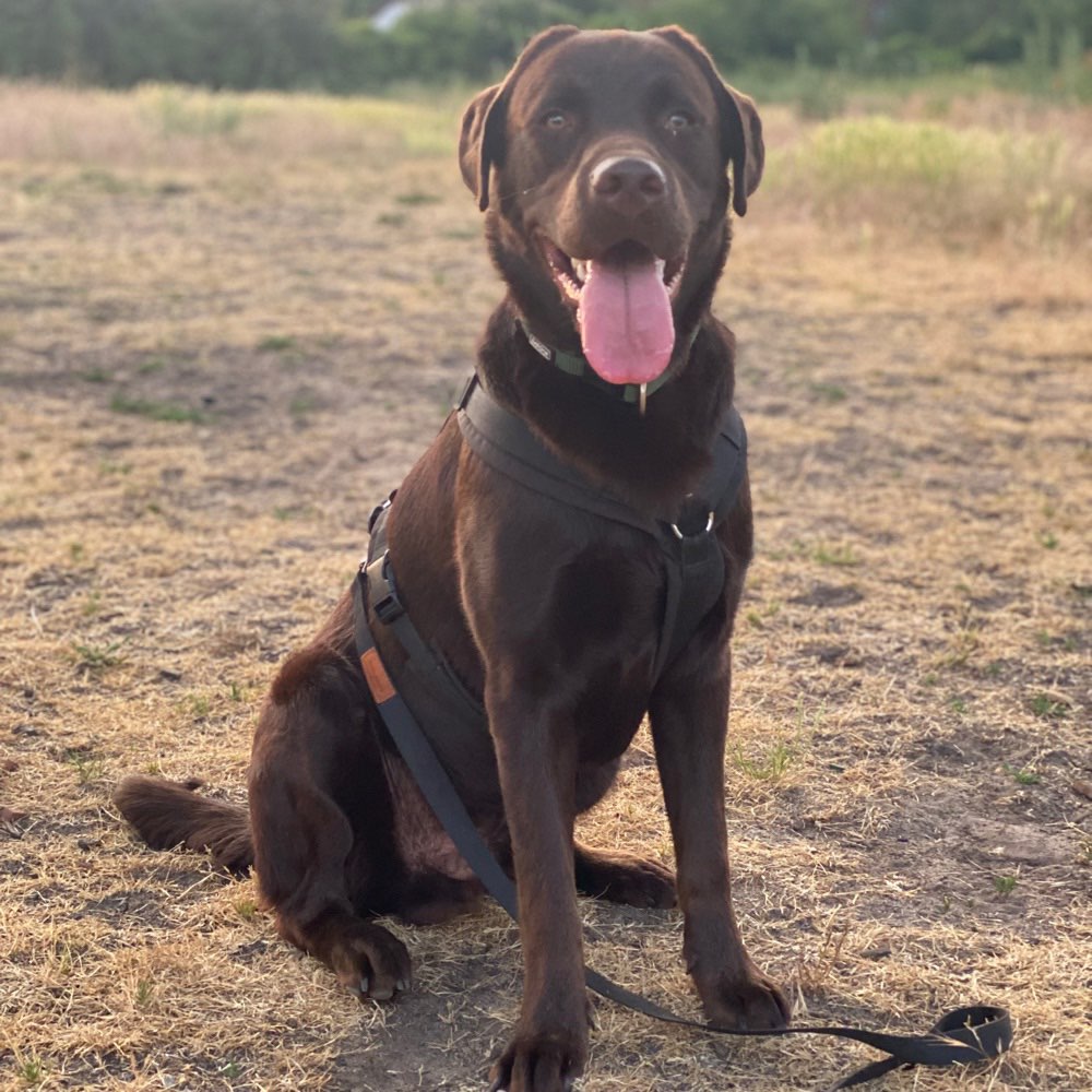 Hundetreffen-Begegnungstraining ohne Ableinen-Profilbild