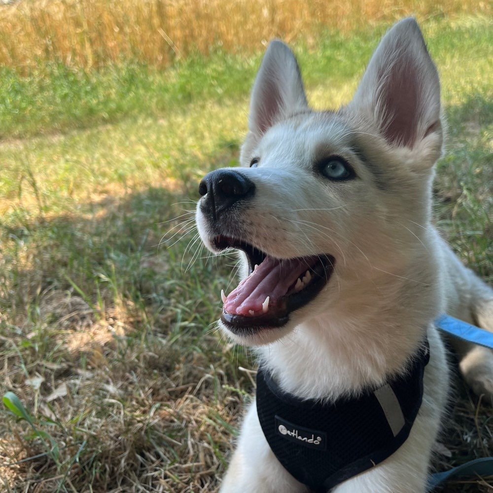 Hundetreffen-Welpentreffen-Profilbild