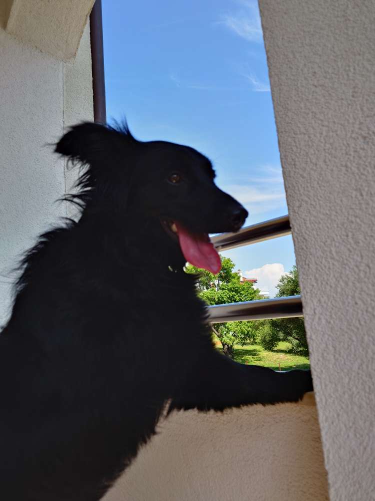 Hundetreffen-Regelmäßiger Hundetreffen-Profilbild