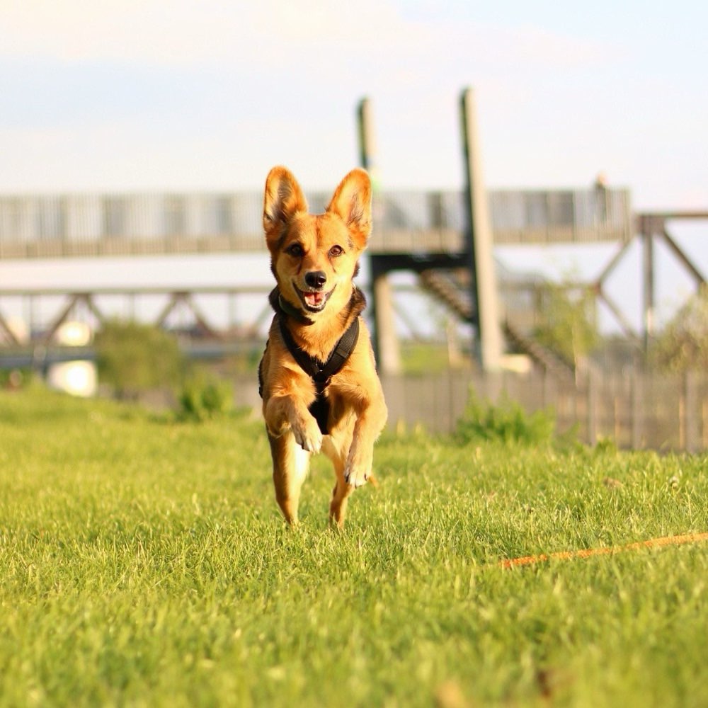 Hundetreffen-Spazieren gehen-Profilbild