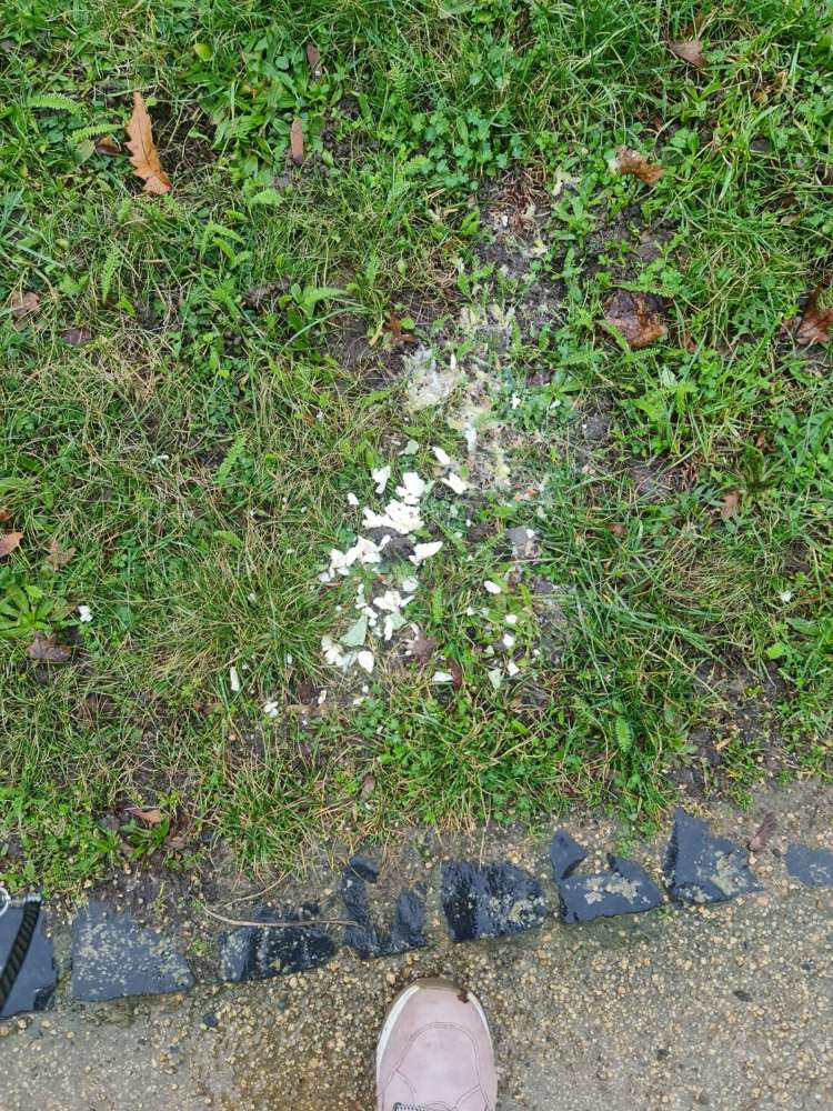 Giftköder-Giftköder-Profilbild