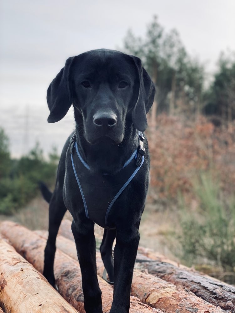 Hundetreffen-Gassirunde in Pirna und Umgebung-Profilbild