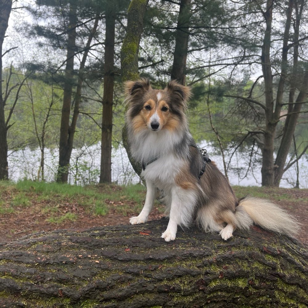 Hundetreffen-Spiel und spazieren-Profilbild