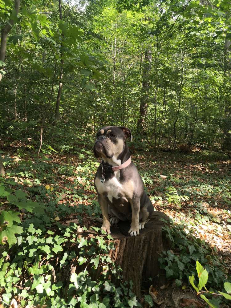 Hundetreffen-Bulli Spielgefährte gesucht-Profilbild