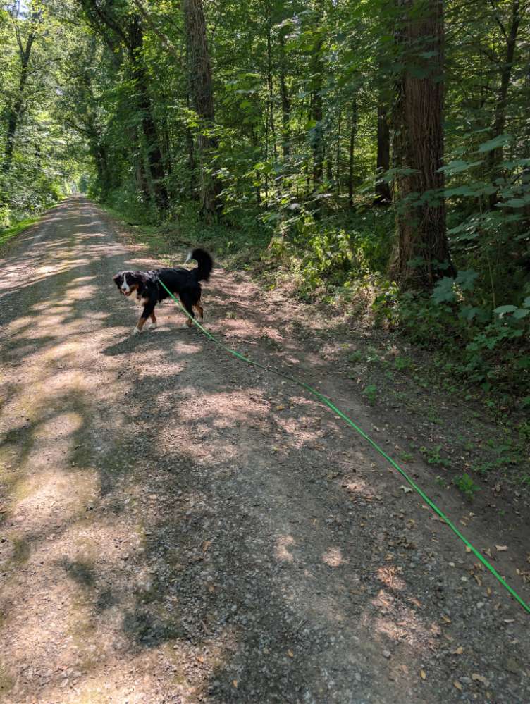 Hundetreffen-Gassi treffen/Training-Profilbild