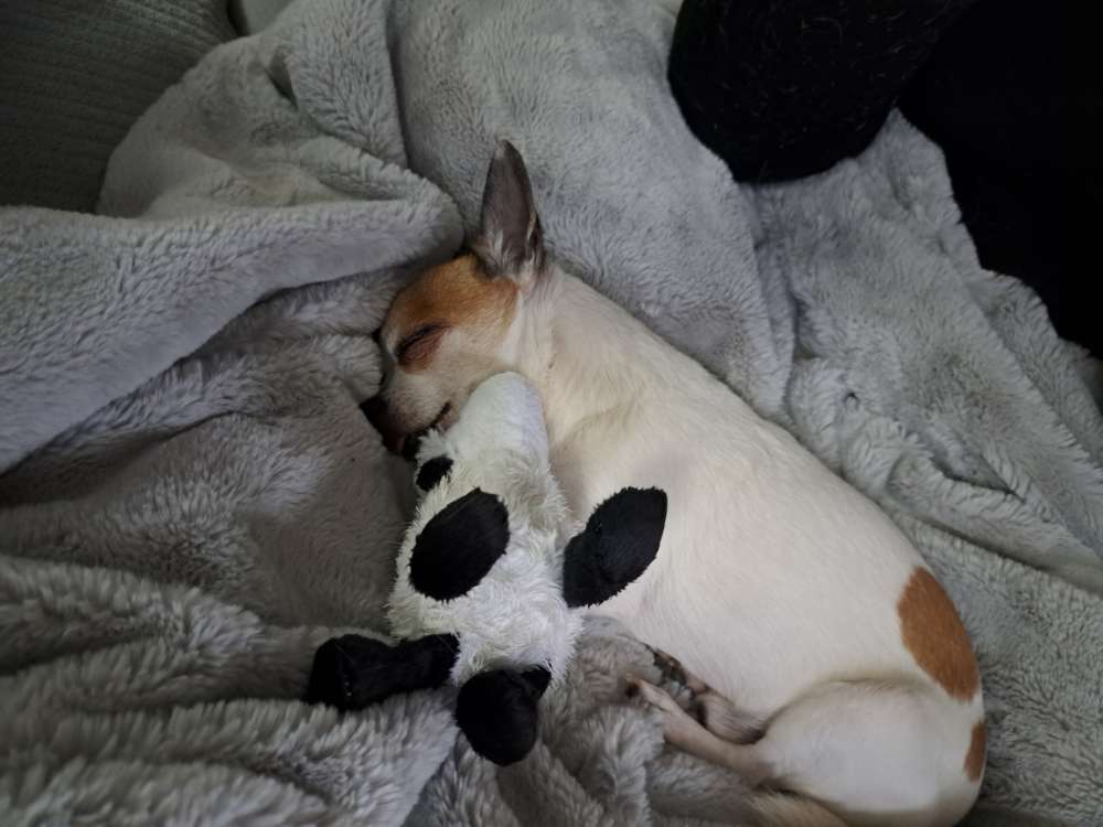 Hundetreffen-Hundekontakt aufleben lassen nach Tod von 1. Hund-Profilbild