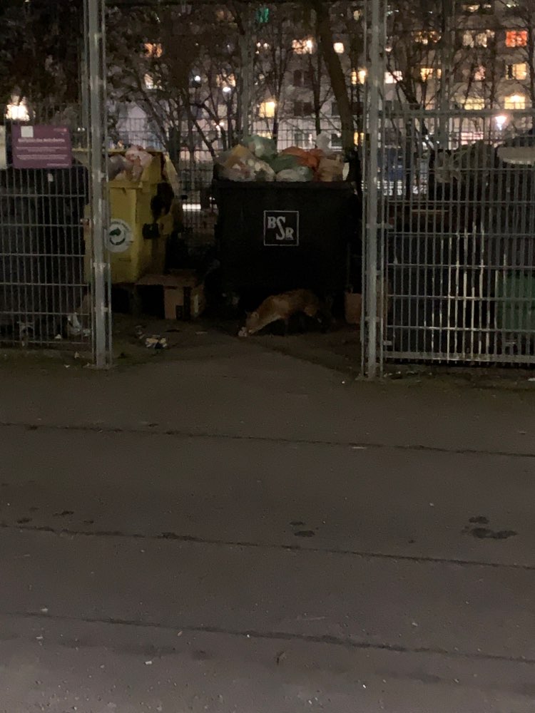 Giftköder-Fuchs gesichtet-Profilbild