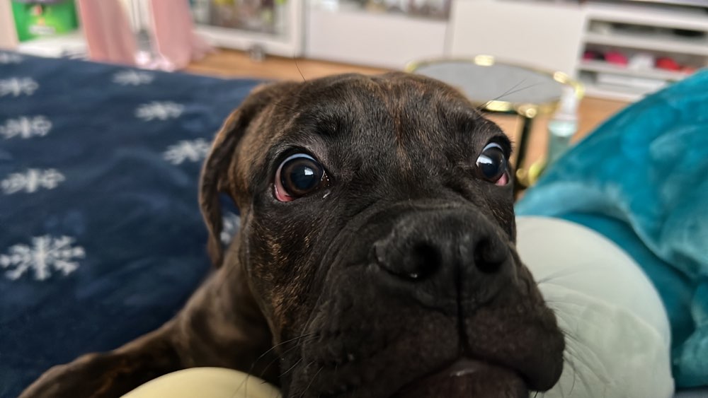 Hundetreffen-Soziale Kontakte-Profilbild