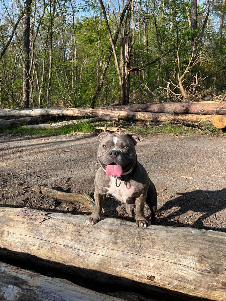 Hundetreffen-Gassirunde in Sandhausen-Profilbild