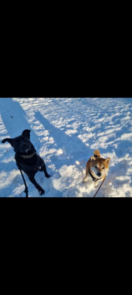 Hundetreffen-Gassi Runde am Decksteiner Weiher-Profilbild