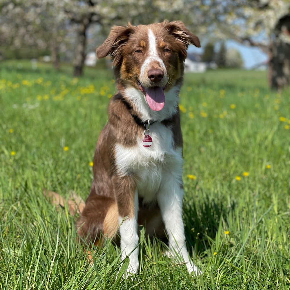 Hundetreffen-Spiel-/Gassirunde-Profilbild