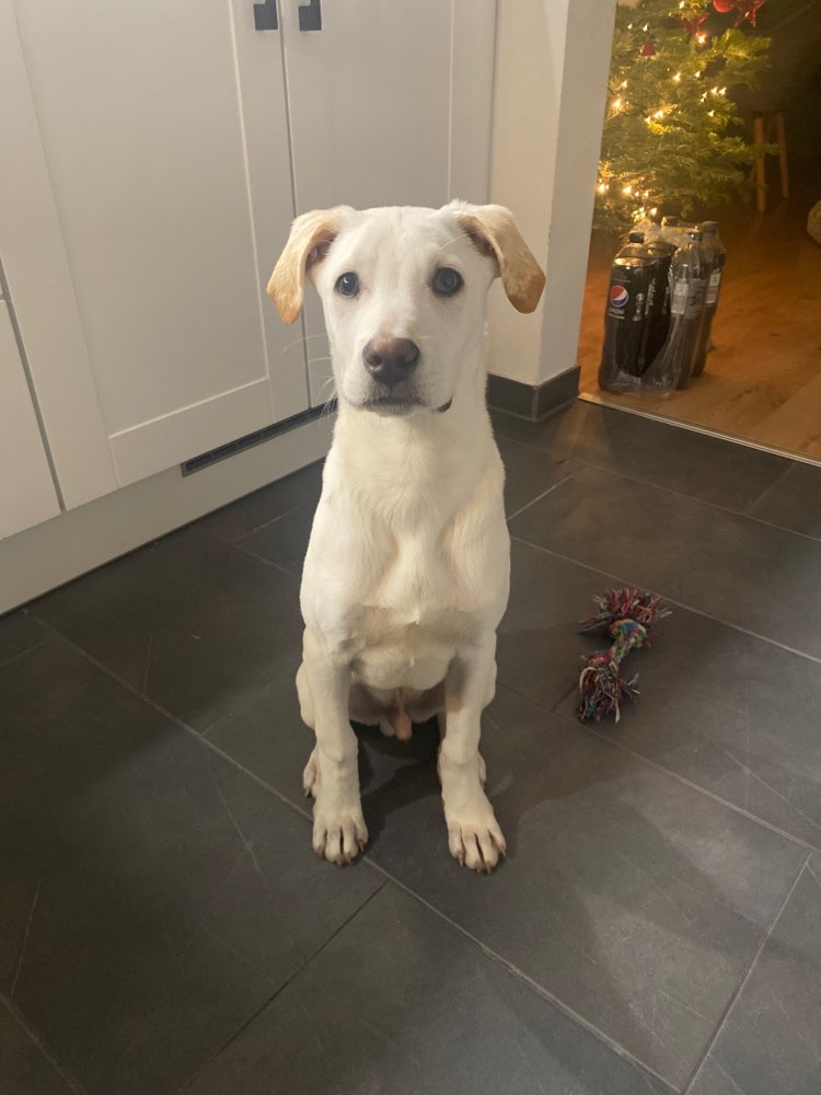 Hundetreffen-Welpentreffen Solingen-Profilbild