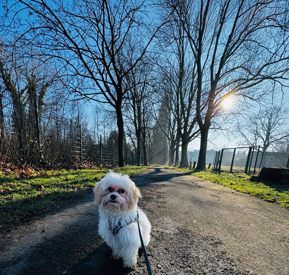 Hundetreffen-Fips sucht Freunde zum Spielen und gemeinsam spazieren gehen 🥰-Profilbild
