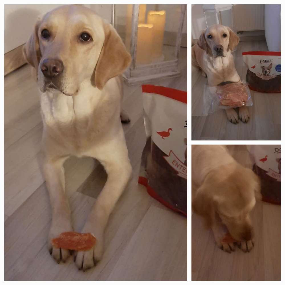 Hundetreffen-Sozialisierung Hundebegegnung und spielen-Profilbild