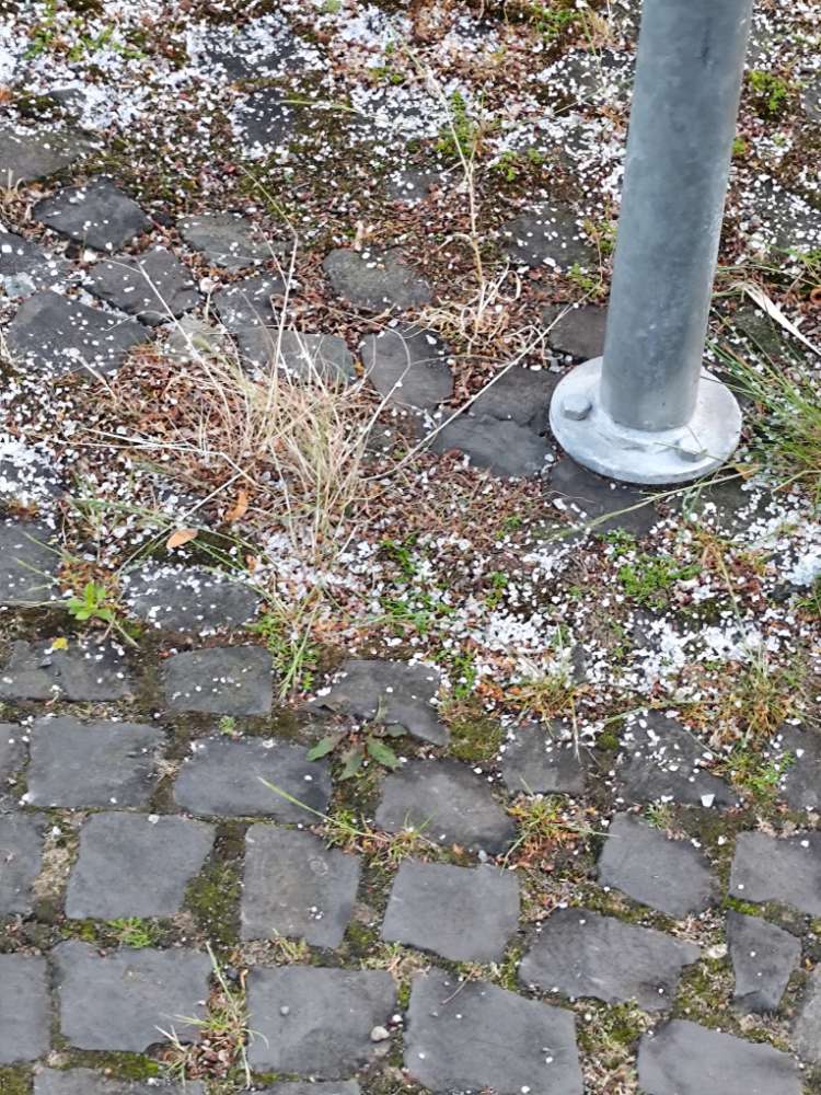 Giftköder-Schneckenkorn-Profilbild