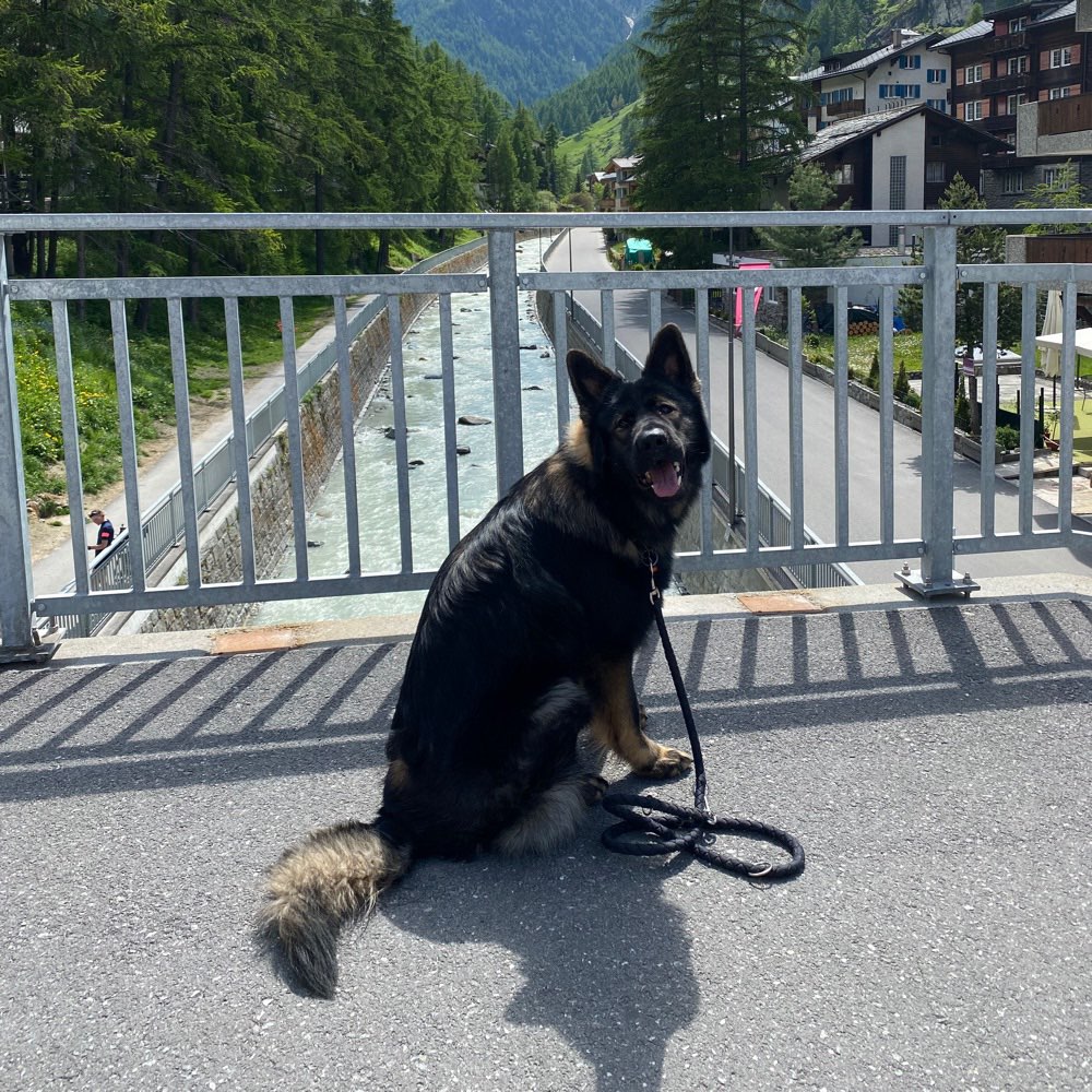 Hundetreffen-Trainings Runde-Profilbild