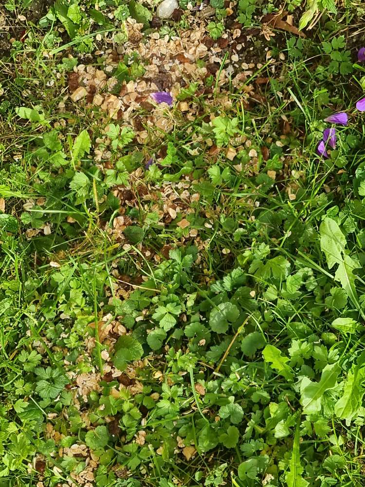 Giftköder-Köder Hafferflocken mit Rosienen-Profilbild