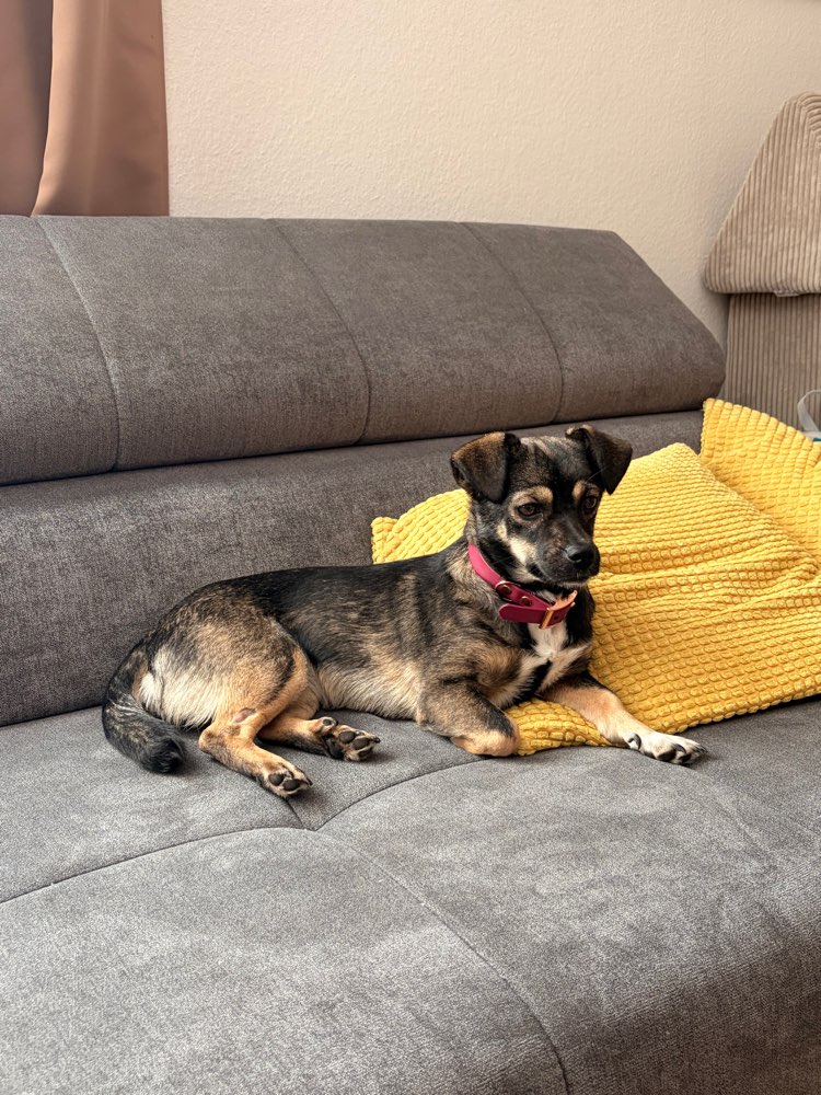 Hundetreffen-Hundekontakte für ängstliche Hündin gesucht-Profilbild