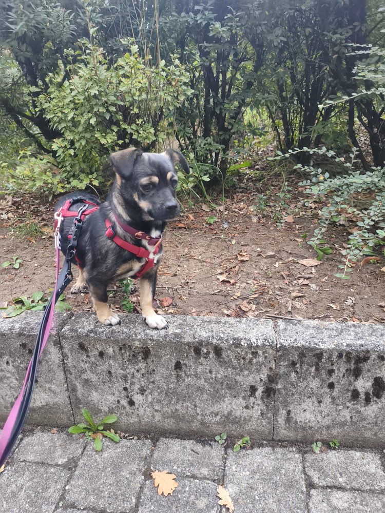 Hundetreffen-Gassifreunde für ängstliche Hündin gesucht-Profilbild