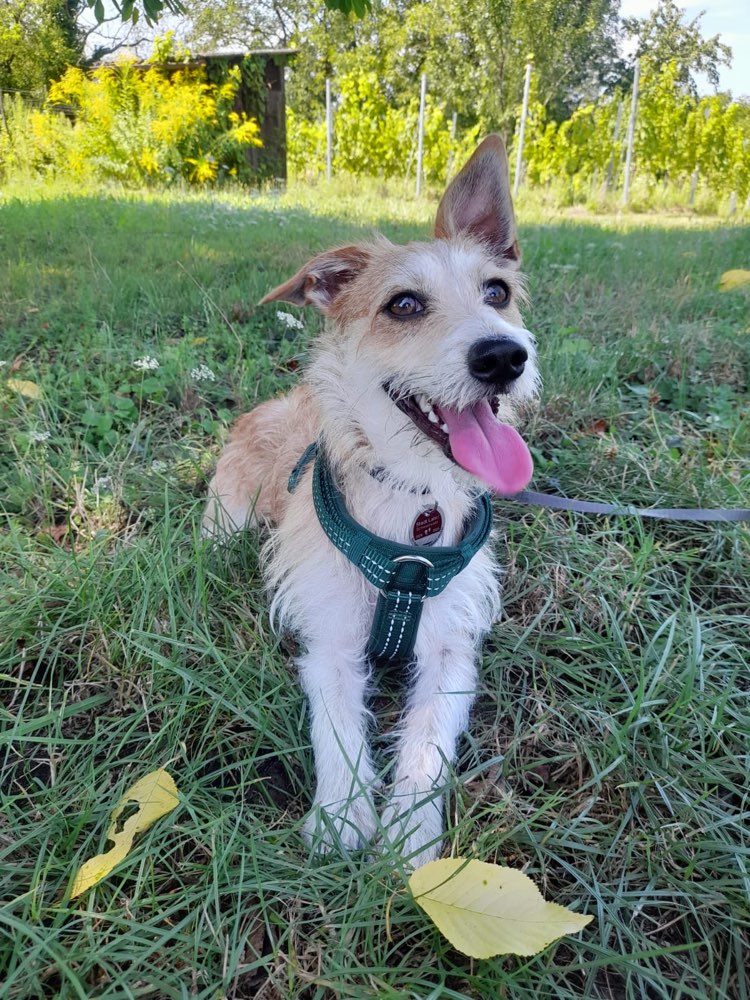 Hundetreffen-Spielkameraden-Profilbild