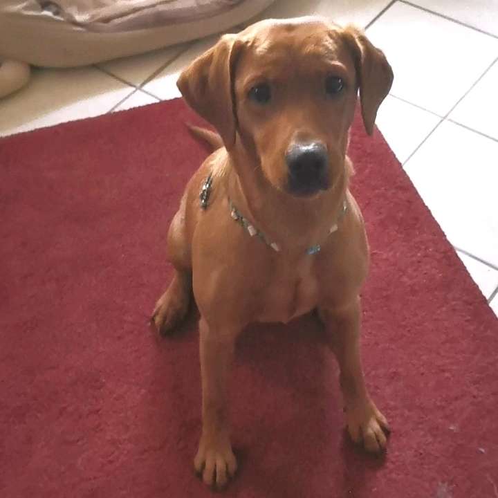 Hundetreffen-Gassi, Spiel und Spaß Runde in Edesheim, Richtung Hainfeld-Profilbild