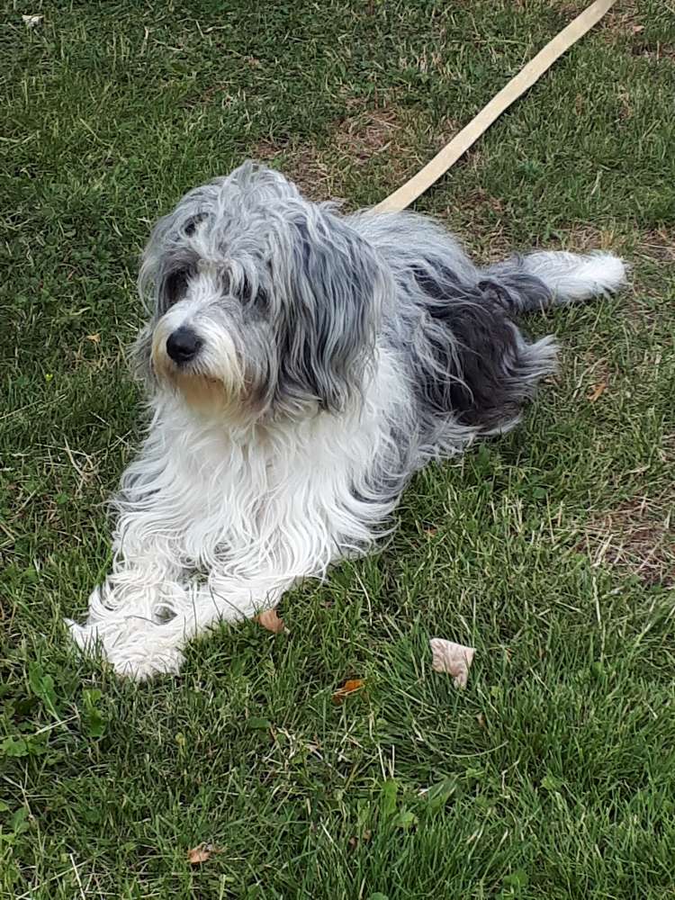 Hundetreffen-Spielrunde-Profilbild