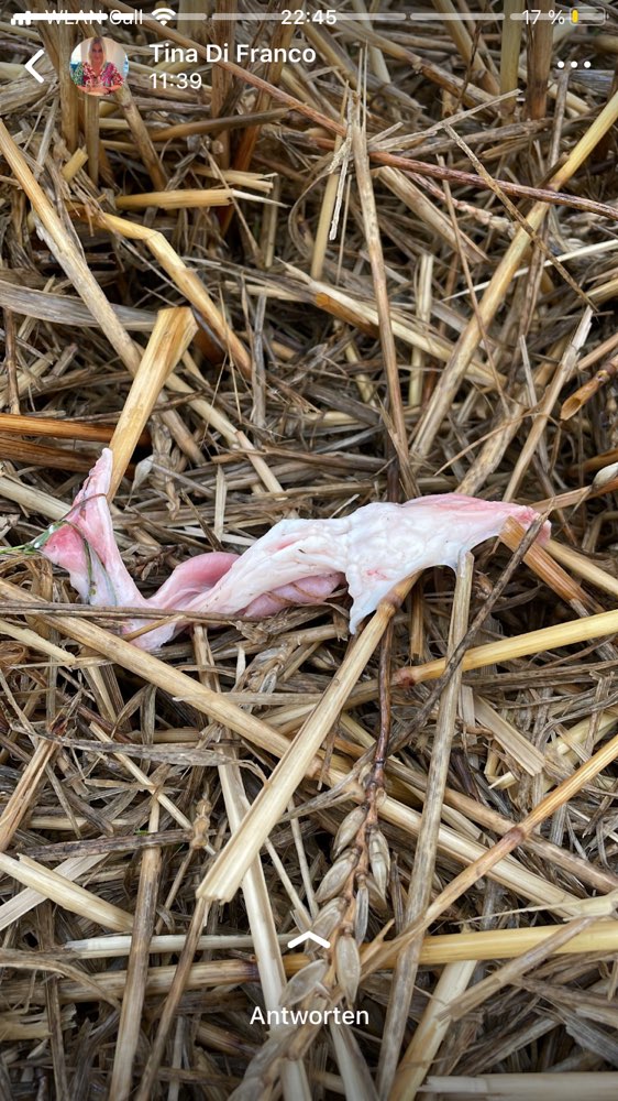 Giftköder-Giftköderwarnung in 97534 Theilheim-Profilbild