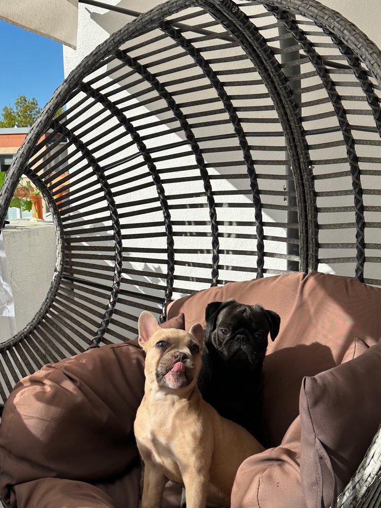 Hundetreffen-Gassirunde mit Amy und Fredd-Profilbild